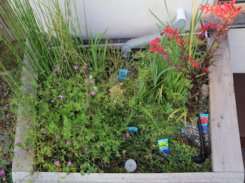 Pflanzkläranlage bewachsen